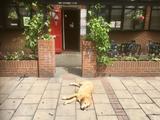 재영한인회 (KRS UK)
